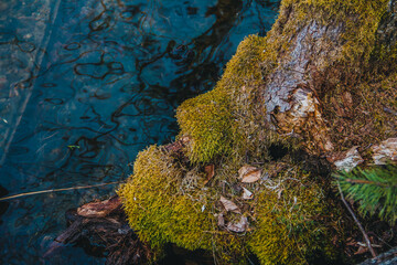 lichen on tree,lichen on a rock