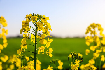 Rape blossoms and natural scenery in spring season in China
