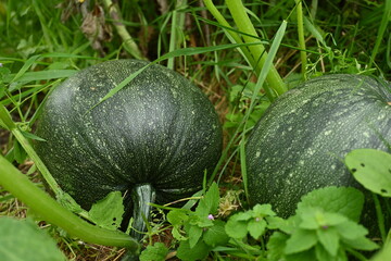 Green pumpkin plant closeup. Green pumpkin fruits on the growing plant with leaves. Pumpkin plantation and growing. Set of pumpkins on vegetable branches in a garden.