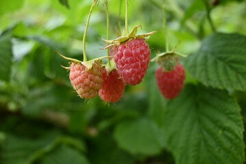 Ripe raspberries plant closeup. Fresh raspberries on the bush plant with green leaves. Raspberry plantation and growing. A bunch of raspberries on a branch. Crop the ripe berries of sweet raspberries.