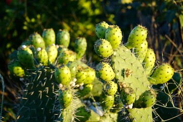 cactus