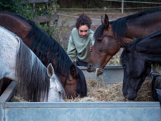 Female coach watching her horses eating hay in an early summer morning.