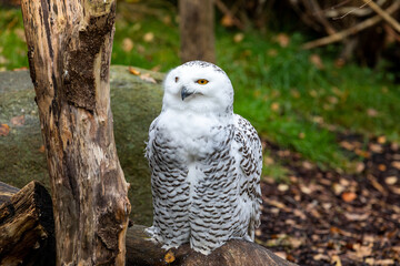 snowowl 