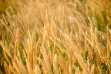 golden wheat field