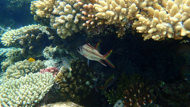 Sammara squirrelfish or blood-spot squirrelfish, slender squirrelfish (Neoniphon sammara) undersea, Red Sea, Egypt, Sharm El Sheikh, Nabq Bay
