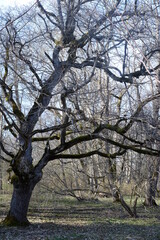 Big old tree in early spring. 