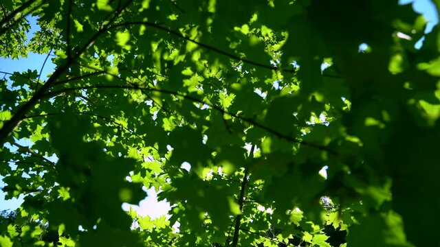The summer sun at sunset shines through the green leaves of trees