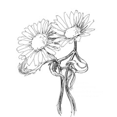 hand drawing grafic art of summer flowers chamomile