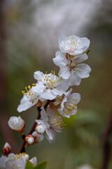 Blooming cherries in the garden. Tree branches with beautiful white flowers close up. Beautiful Spring in Yemen, Yemen planets
