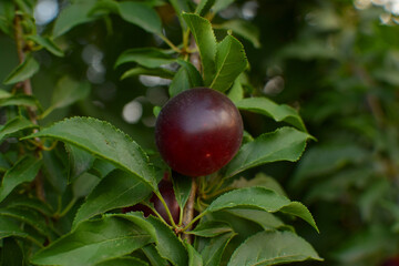 Ripe ped plums hang on a branch with green leaves. Harvesting plums, growing fruits.