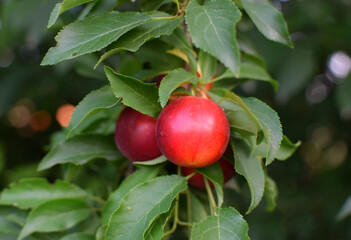 Ripe ped plums hang on a branch with green leaves. Harvesting plums, growing fruits.