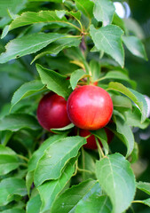 Ripe ped plums hang on a branch with green leaves. Harvesting plums, growing fruits.