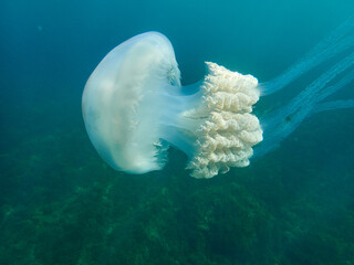 The barrel jellyfish. Rhizostoma luteum
