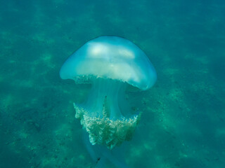 Fototapeta na wymiar The barrel jellyfish. Rhizostoma luteum