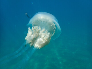 Naklejka na ściany i meble The barrel jellyfish. Rhizostoma luteum