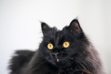 A black fluffy cat with yellow eyes lies and rests at home on the white background.