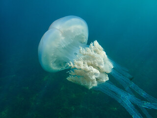 The barrel jellyfish. Rhizostoma luteum