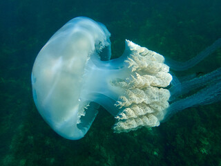 The barrel jellyfish. Rhizostoma luteum