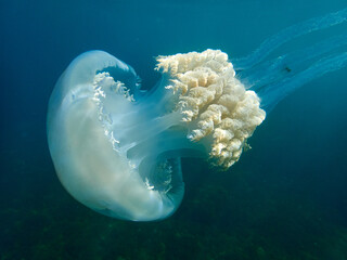 The barrel jellyfish. Rhizostoma luteum