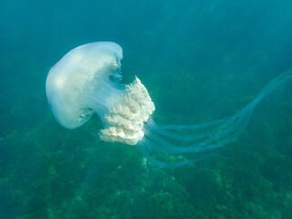 The barrel jellyfish. Rhizostoma luteum