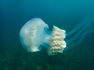 The barrel jellyfish. Rhizostoma luteum