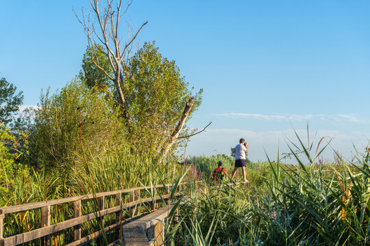 Caucasian man photographing wildlife in wetlands on a wooden walkway on a sunny morning. 