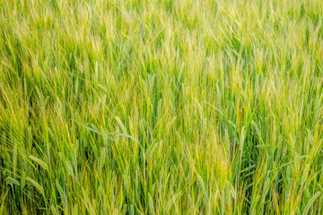 Obraz premium Golden wheat field on hot sunny day. High resolution photo.