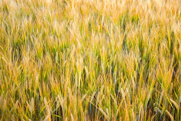 Golden wheat field on hot sunny day. High resolution photo.