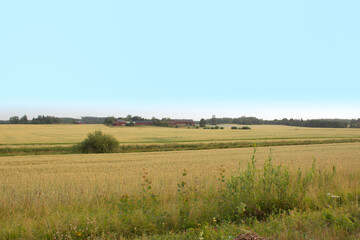 Fototapeta na wymiar Golden wheat field on hot sunny day. High resolution photo.