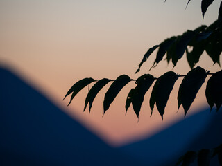 silhouette of a tree in the sunset