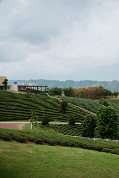 Choui Fong tea plantation in the province of Chiang Rai, Thailand