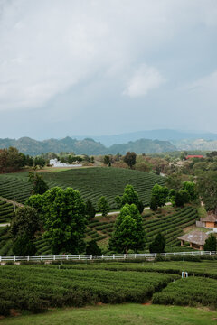 Choui Fong tea plantation in the province of Chiang Rai, Thailand
