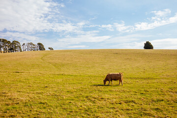 Lilydale to Warburton Rail Trail Landscape in Australia