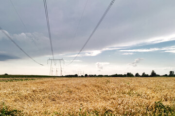 Wheat field in countryside. Agriculture farm background. Harvesting season landscape
