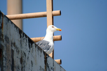 Primo piano di Gabbiano in posa fermo sulla ringhiera del faro del molo del porto di Catania