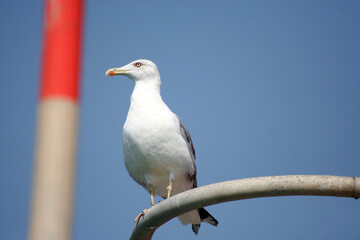 Primo piano di Gabbiano in posa fermo sulla ringhiera del faro del molo del porto di Catania