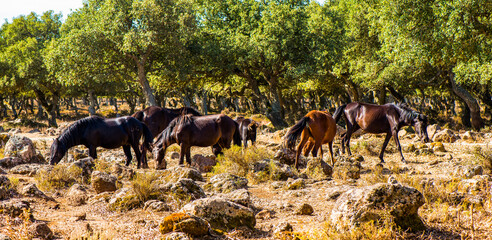 Giara di Gestori - Sardinien -Wildpferde