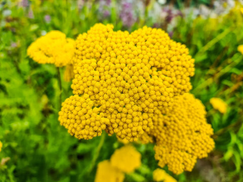 Selective focus shot of yellow Fernleaf Yarrow flowers in the garden