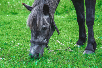 horse's grey head in pasture