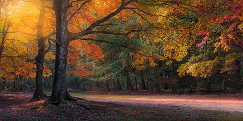 autumn colors trees foliage landscape
