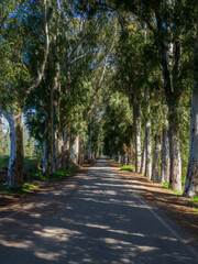 road in the park