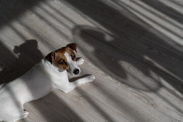 Jack russell terrier dog on the wooden floor. Shade from blinds and fan