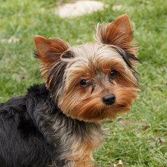 Dog Yorkshire Terrier . Portrait of a female puppy with small erect, pointed ears and beautiful russet look