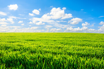 Endless grassland and sky natural landscape in springtime in Asia