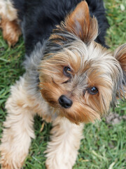 Naklejka na ściany i meble A contented and quiet young Yorkshire Terrier or puppy Yorkie with a beautiful look lying on the grass