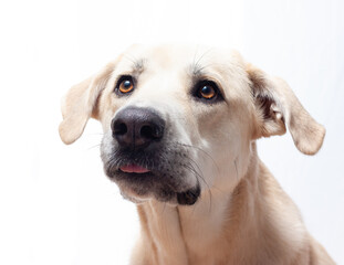 Perro mastín labrador retrato cercano sacando la lengua
