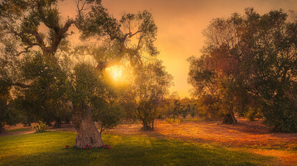 old olive trees sunset in puglia