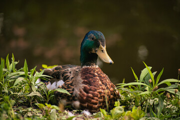 sitting duck