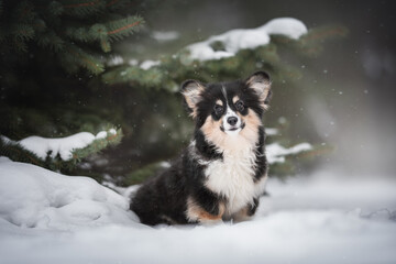 Obraz premium Cute female fluffy welsh corgi pembroke puppy sitting on snowy ground near green spruce trees among falling snowflakes on a foggy winter landscape background