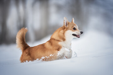 Funny female pembroke welsh corgi running through deep snowdrifts among falling snowflakes against the backdrop of a bright winter landscape